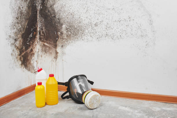 Best Certified Mold Removal  in Lowry Crossing, TX