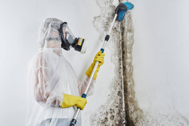 Best Black Mold Removal  in Lowry Crossing, TX