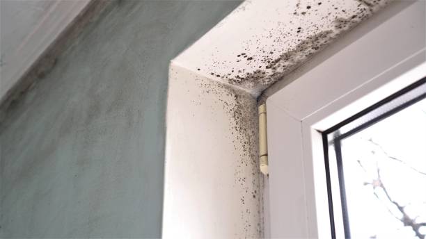 Best Mold Removal Company Near Me  in Lowry Crossing, TX