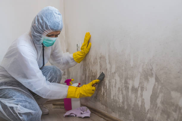 Best Same-Day Mold Removal  in Lowry Crossing, TX