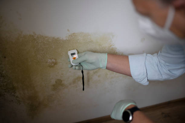 Crawl Space Mold Removal in Lowry Crossing, TX