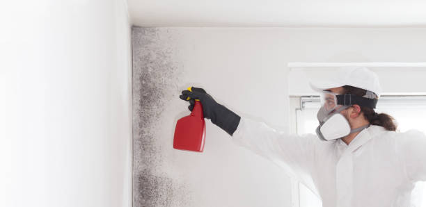 Best Residential Mold Removal  in Lowry Crossing, TX